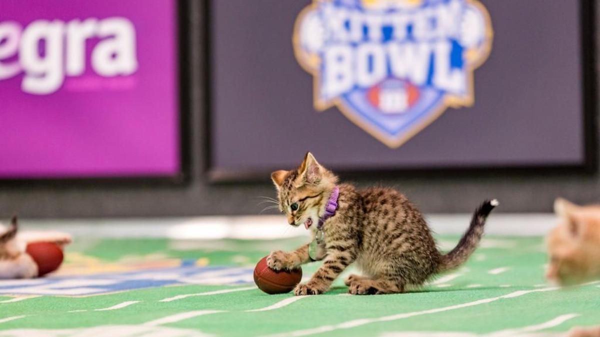 “Kitten Bowl” is presented in association with North Shore Animal League America (the nation’s largest no-kill shelter and animal adoption organization) and Last Hope Animal Rescue and Rehabilitation.