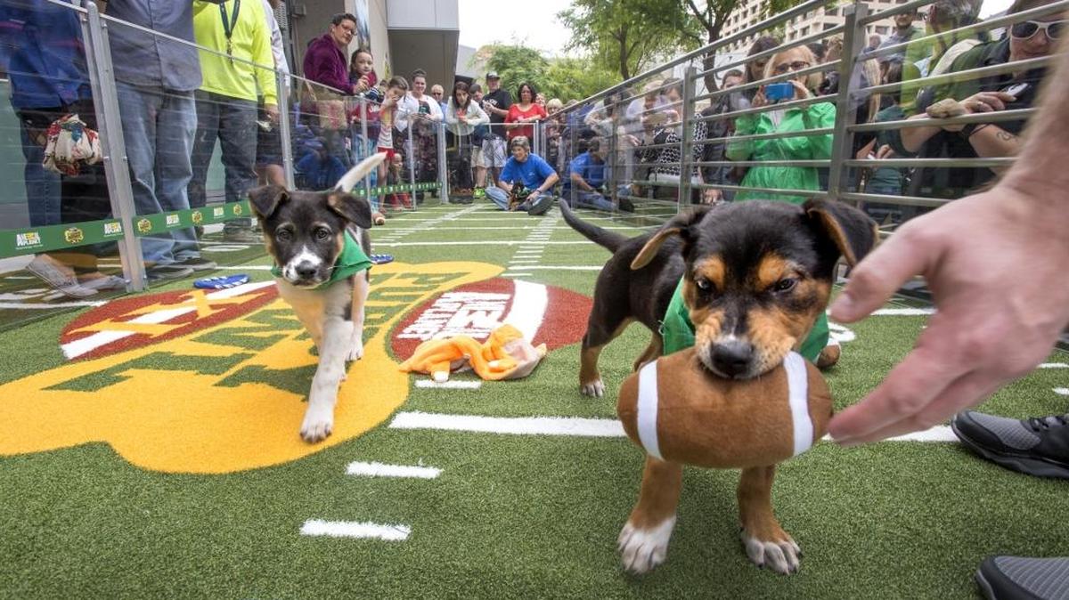 Puppy BowlA Plus Garage Doors, 4010 Matthews-Indian Trail Road, MatthewsSaturday, 11 a.m. - 2 p.m.: Like the Animal Planet event, a mock game of football will be played by dogs as three shelters and 15 local businesses collaborate to find forever homes for the pups. aplusdoors.com/extras/events/puppybowl2016