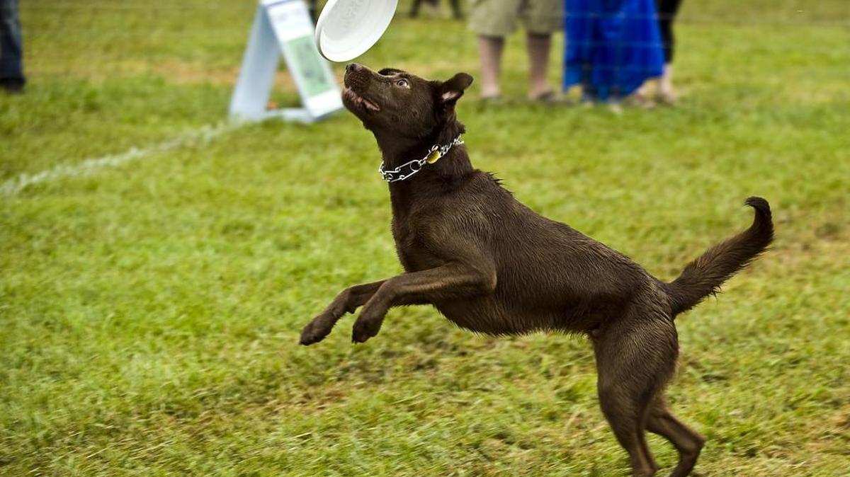 Bark in the ParkHistoric Rural Hill, 4431 Neck Road, HuntersvilleSaturday, 10 a.m. - 4 p.m.: Enjoy a full day of events at this festival for dogs and the people they own. Live performances, food, product vendors, contests and more. Full schedule at http://bit.ly/1rBZRFo.