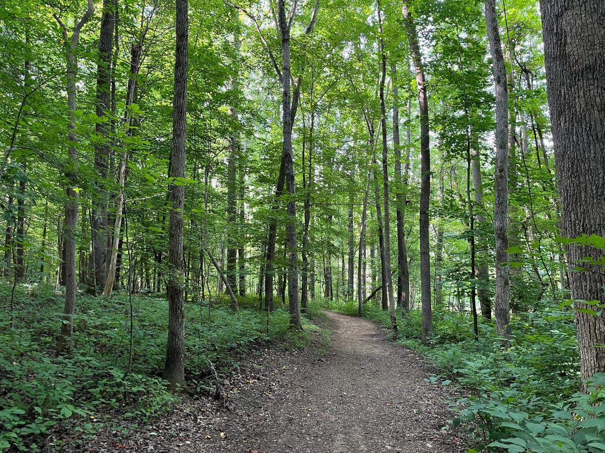 Reedy Creek Park has miles of wooded hiking trails.