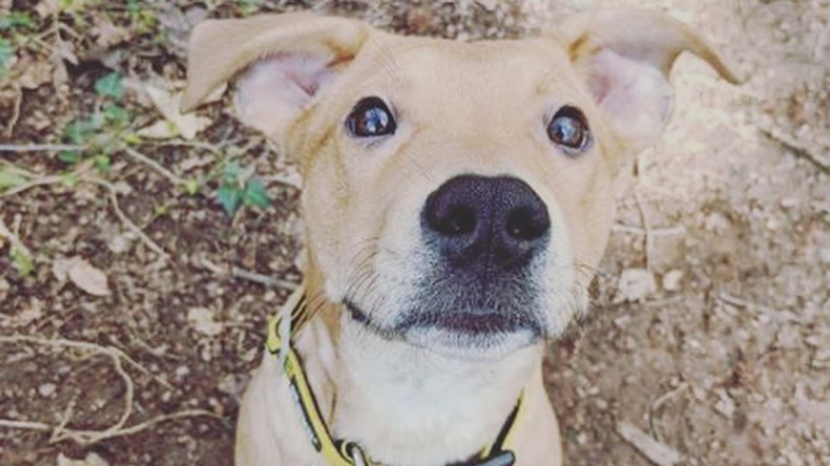 Meet Maple, a 6-month-old labrador retriever pit bull terrier mix.