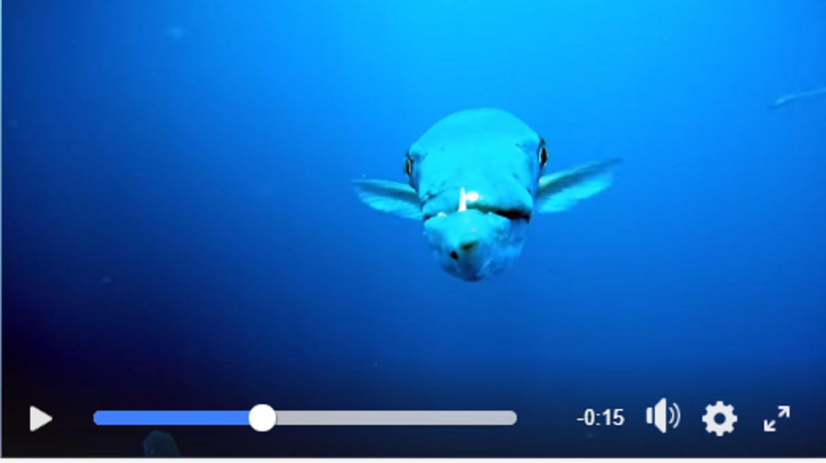 The barracuda comes up for a closer look.