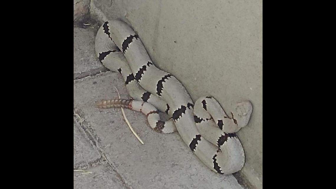 This is the banded rock snake posted this week by a Texas park. See how it blends in with the wall.