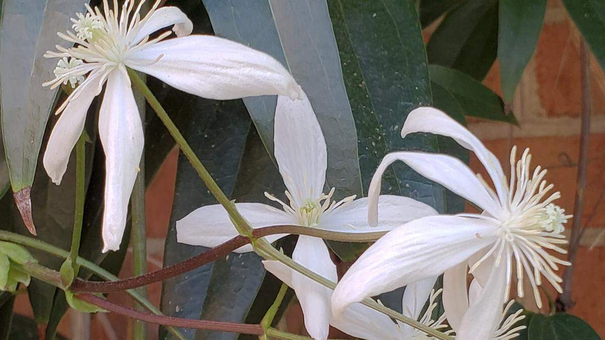 A Charlotte master gardener’s Clematis Armandii.