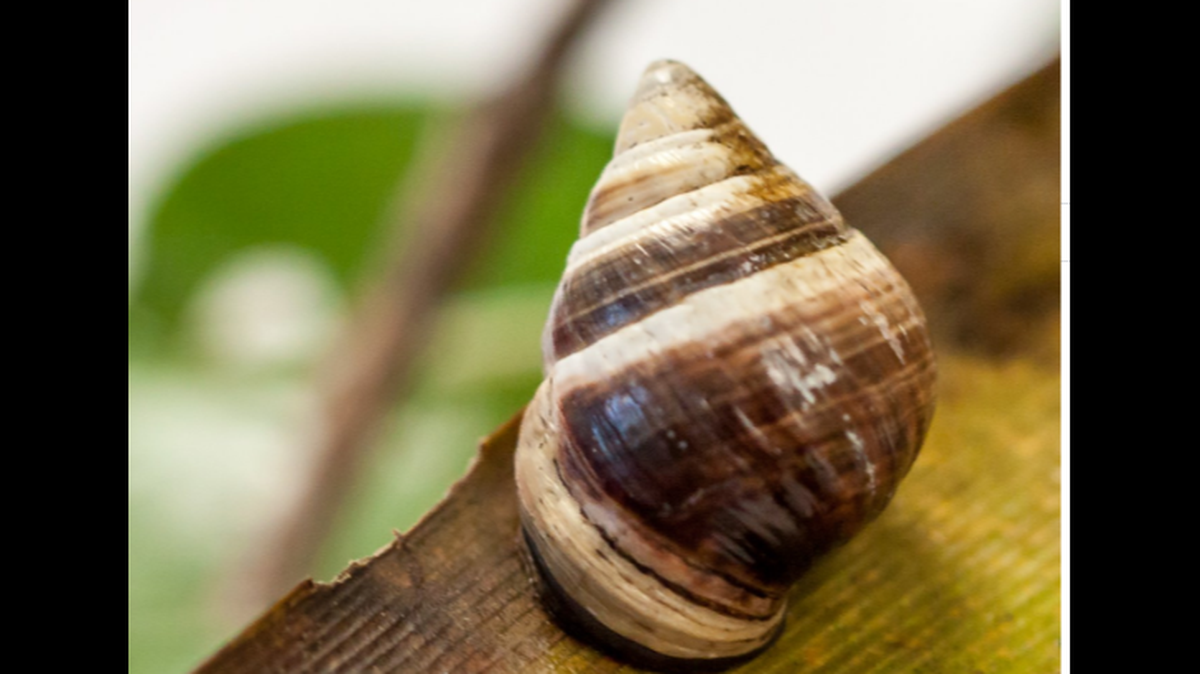 This was Lonesome George, the last Hawaiian tree snail of his kind. He died New Year’s Day. Hawaii DLNR photo