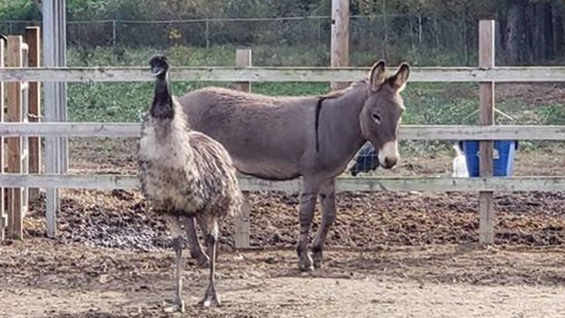 The mule and the emu enjoy some quality time together at Carolina Waterfowl Rescue, where they share an enclosure.