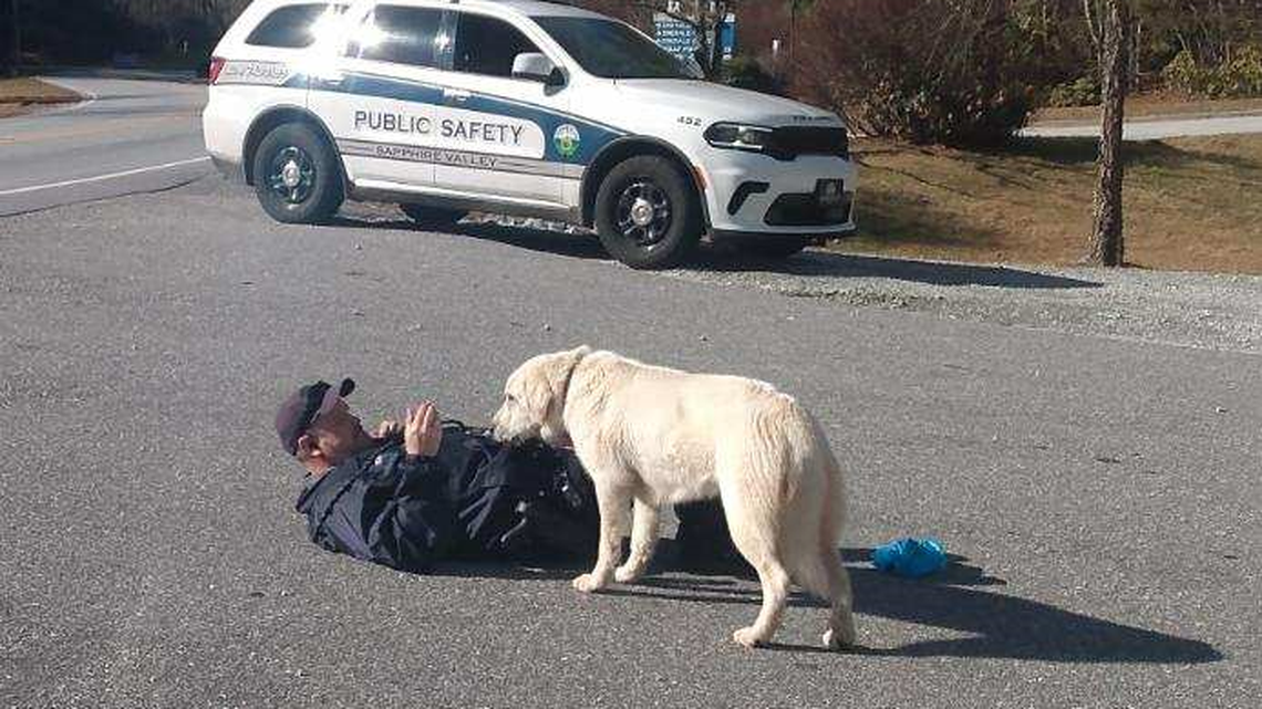The stray dog was at risk of freezing to death, so Blue Ridge Public Safety Officer Sean Holcom resorted to lying in the road with chicken to try and catch her, photos show.