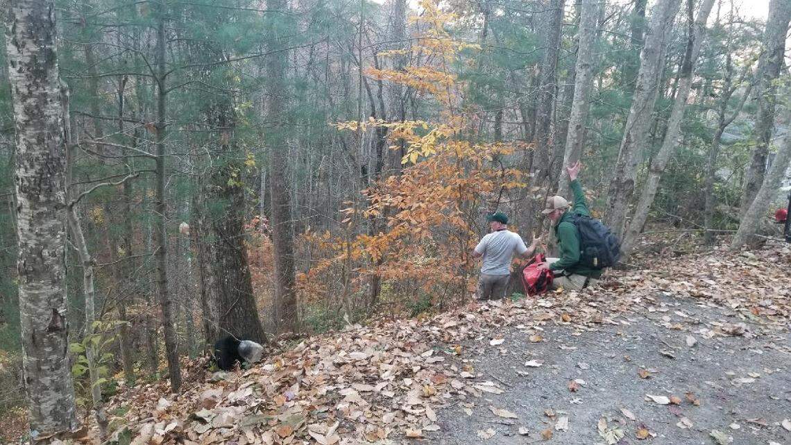 State wildlife officers used a dart to knock the cub out and remove the jug.