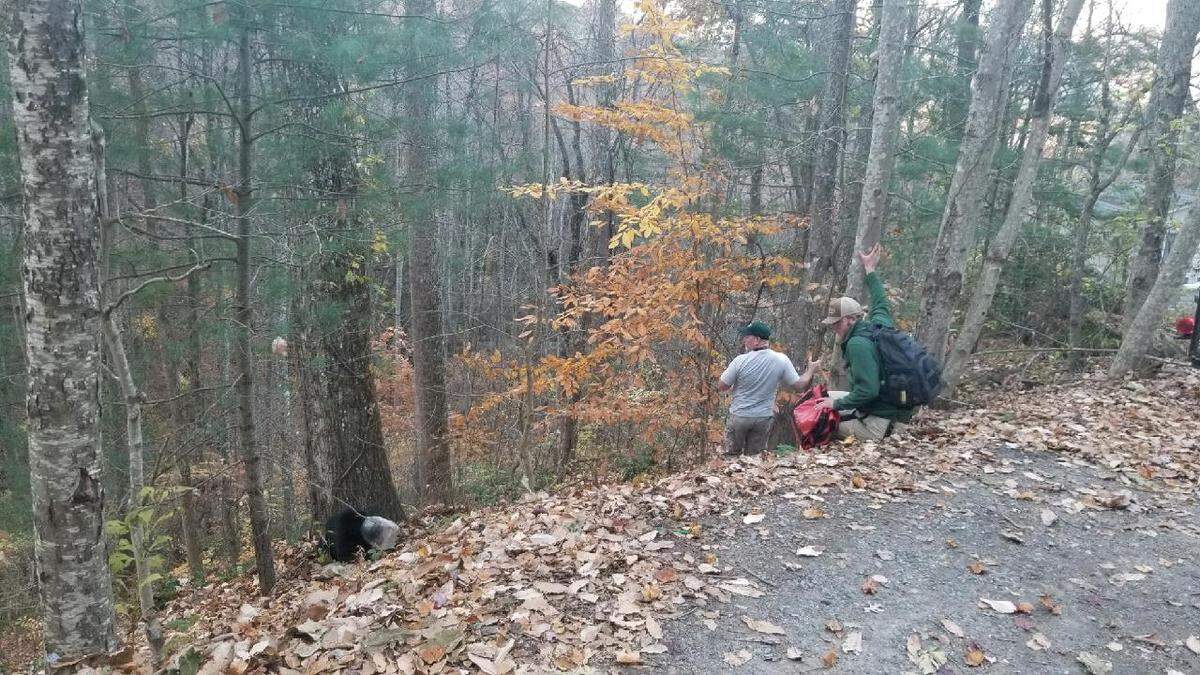 State wildlife officers used a dart to knock the cub out and remove the jug.