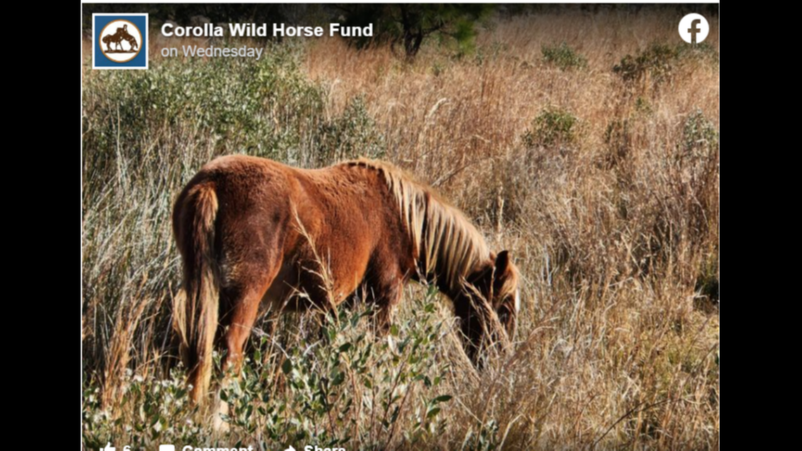 North Carolina’s wild horses on the Outer Banks spend 16-plus hours a day grazing, the Corolla Wild Horse Fund found.