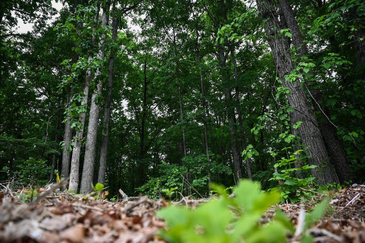 Decades-old trees stand tall in a 6.6-acre wooded lot in an east Charlotte neighborhood on Saturday, May 9, 2026. Residents from the neighborhood held a memorial service for the trees after the city approved a rezoning request that will replace the trees with housing.