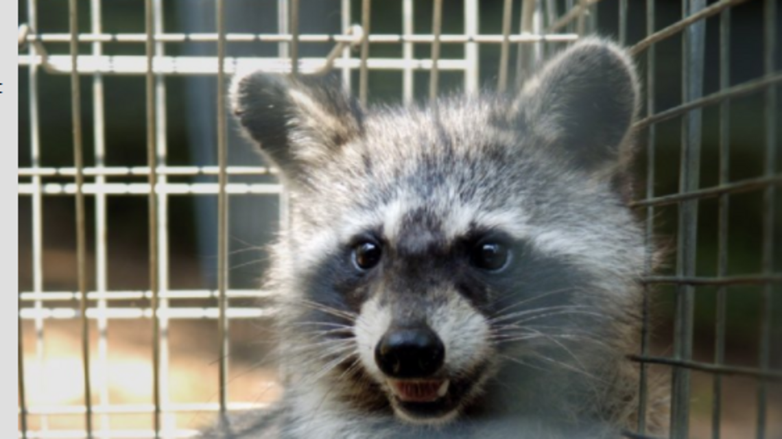 Rabid raccoon fought with 6 dogs in NC. Now they have to be euthanized, officials say