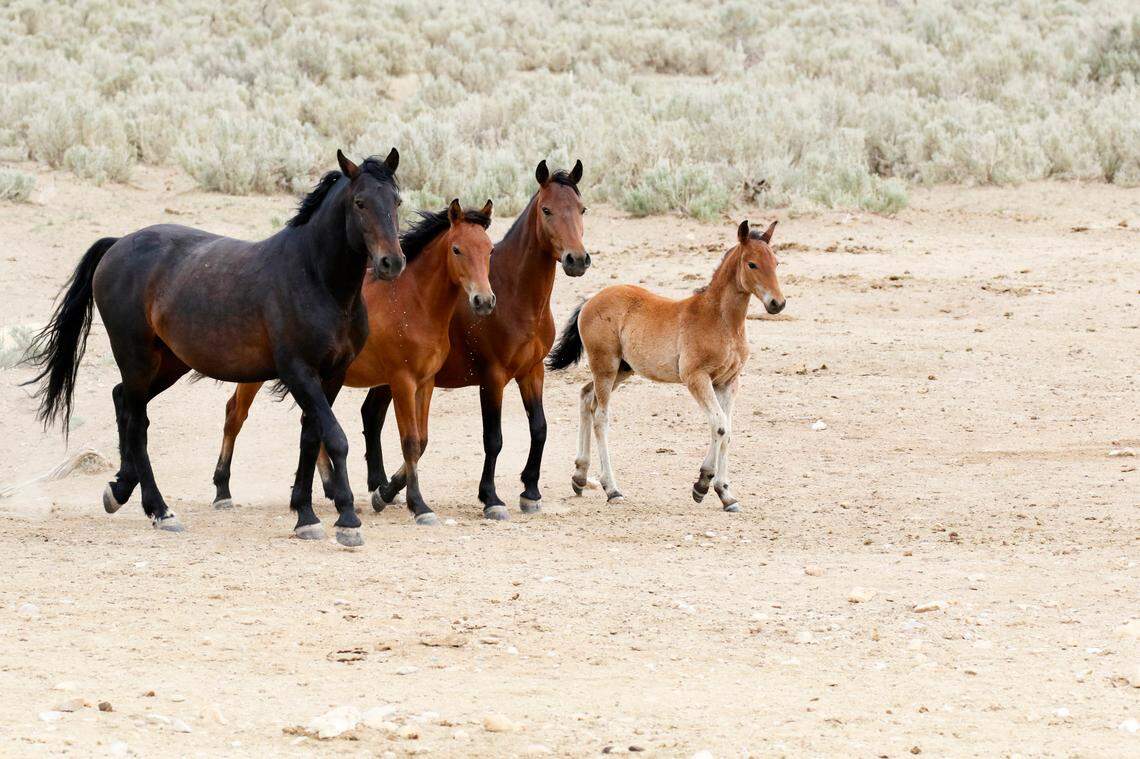 Wild horses in the Western U.S.