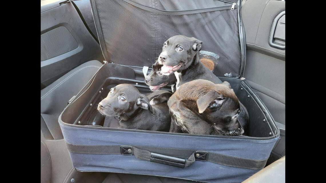 A passerby noticed a suitcase was moving along a North Carolina road and discovered puppies were zipped inside, according to Guilford County Animal Services.