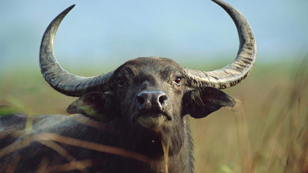Water buffalo (Bubalus bubalis), Kaziranga National Park, Assam, India