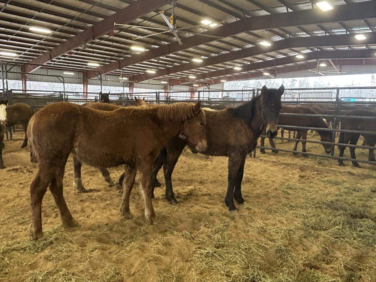 Wild horses and burros featured in the Union County event originated on public lands in Colorado, Utah, California and Nevada, officials said. These aren’t the specific horses being offered for adoption and sale in Union County.