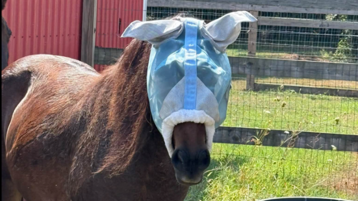 Banker horse wearing a mask is scaring other horses, Outer Banks nonprofit says