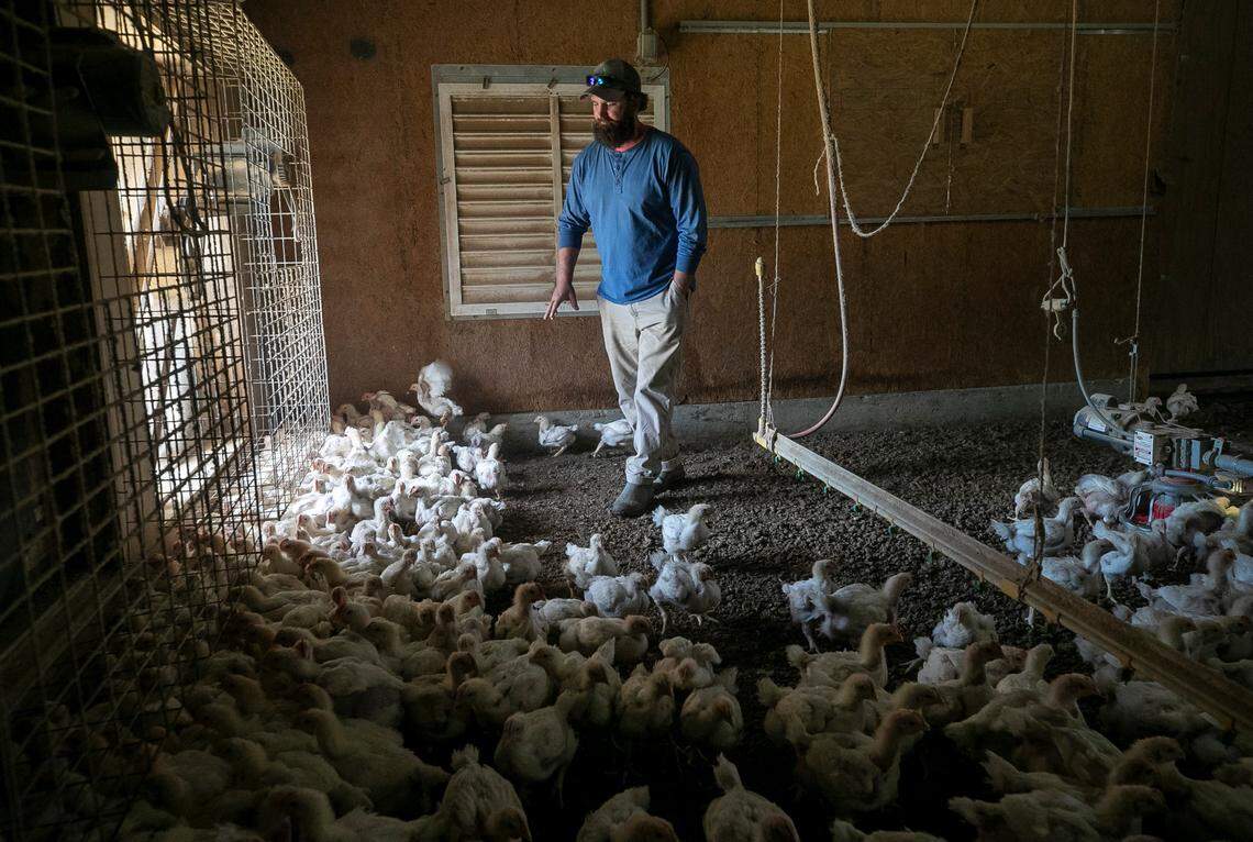 Farmer Daniel Phillips checks on his chickens at his farm near Robersonville. He said his poultry operation has been profitable enough to keep his farm solvent in years when crop farming was tough.