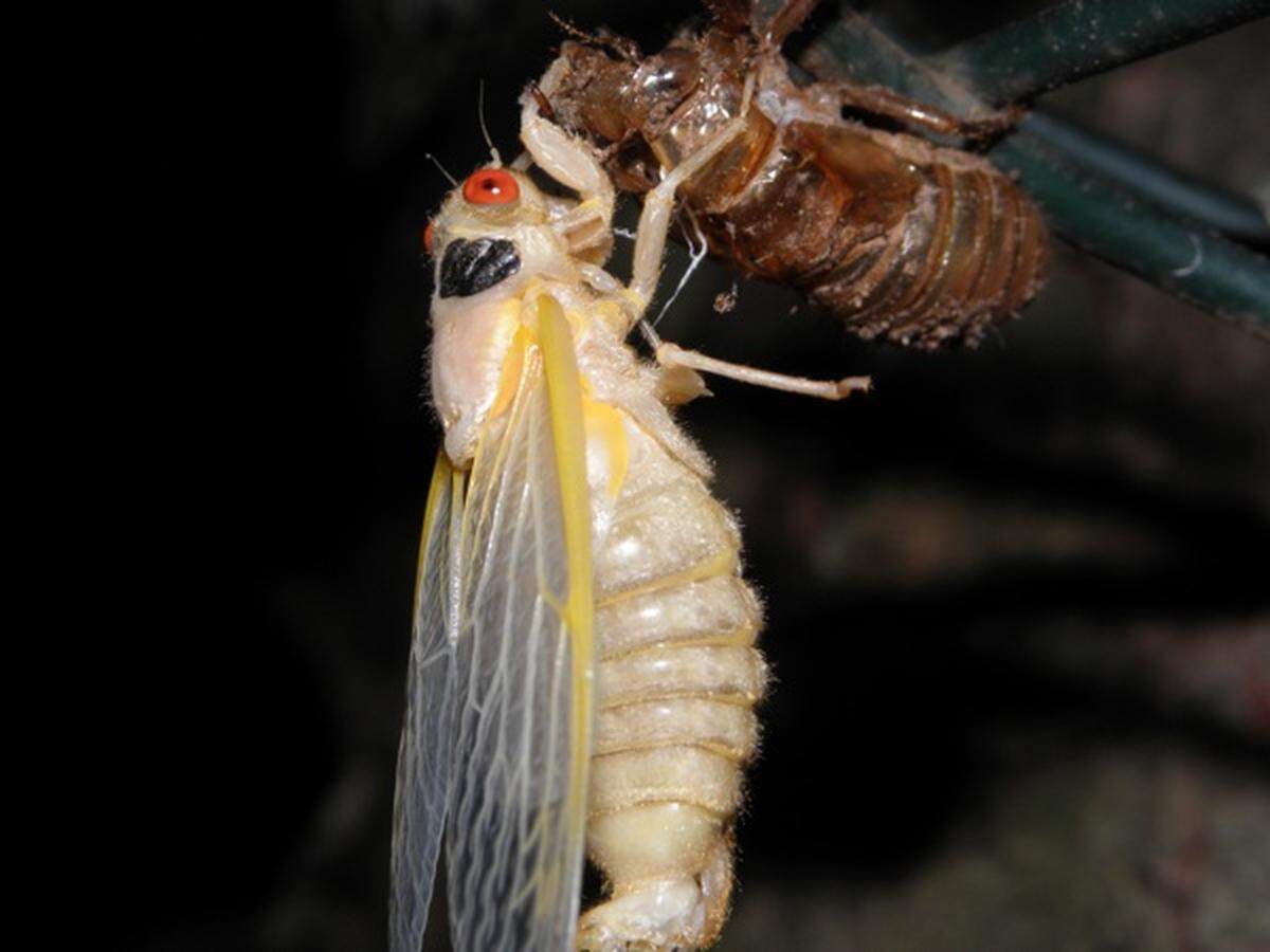 A newly emerged, teneral, Magicicada septendecim.