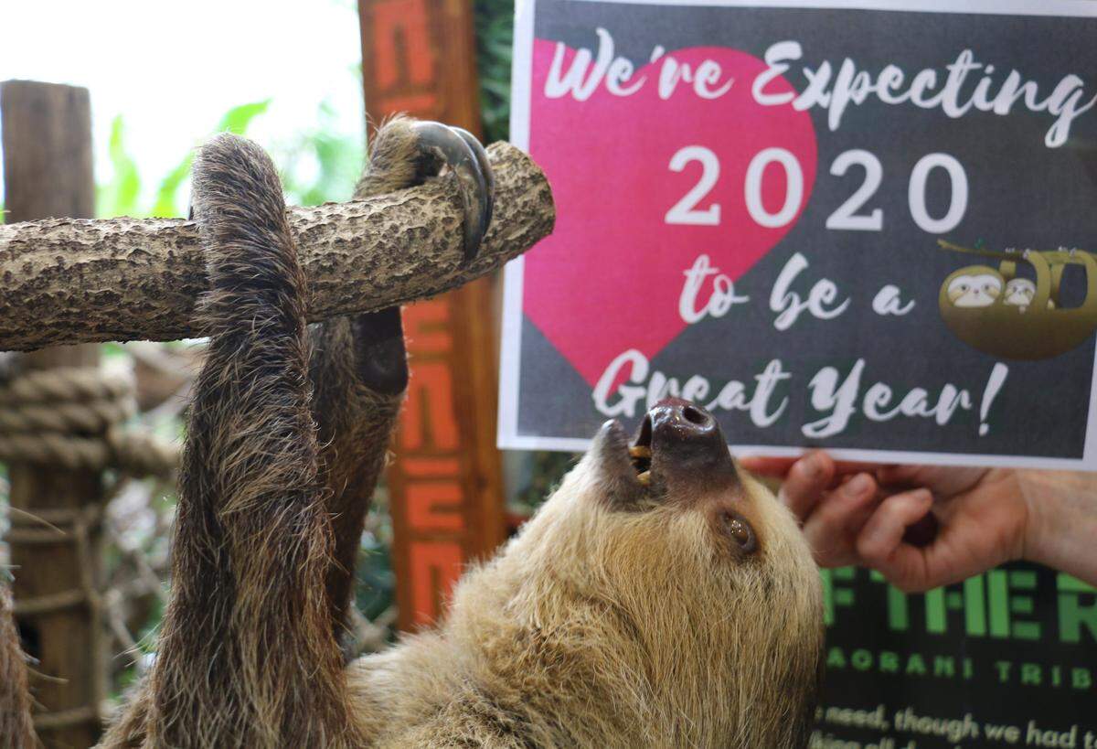 Fiona and Wesley, who are both 5 years old, are expecting their first baby.
