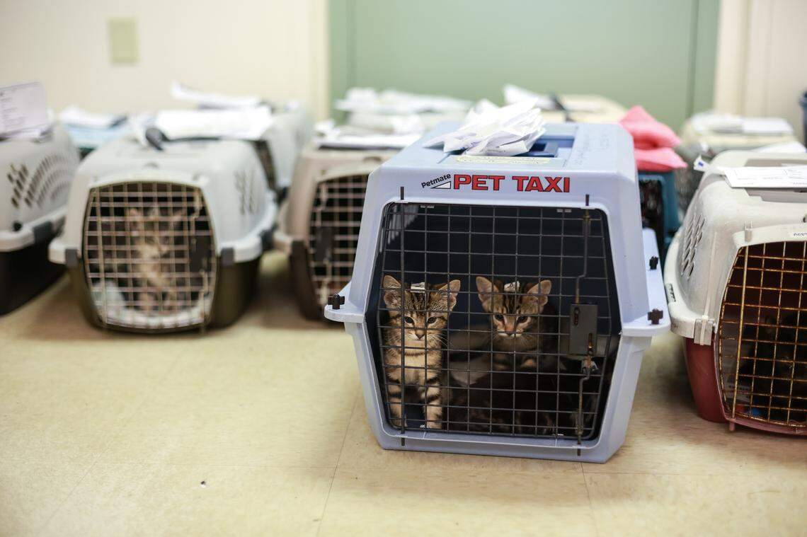 The SPCA of Wake County has a variety of animals available for adoption, including dogs, cats, rabbits, and more.