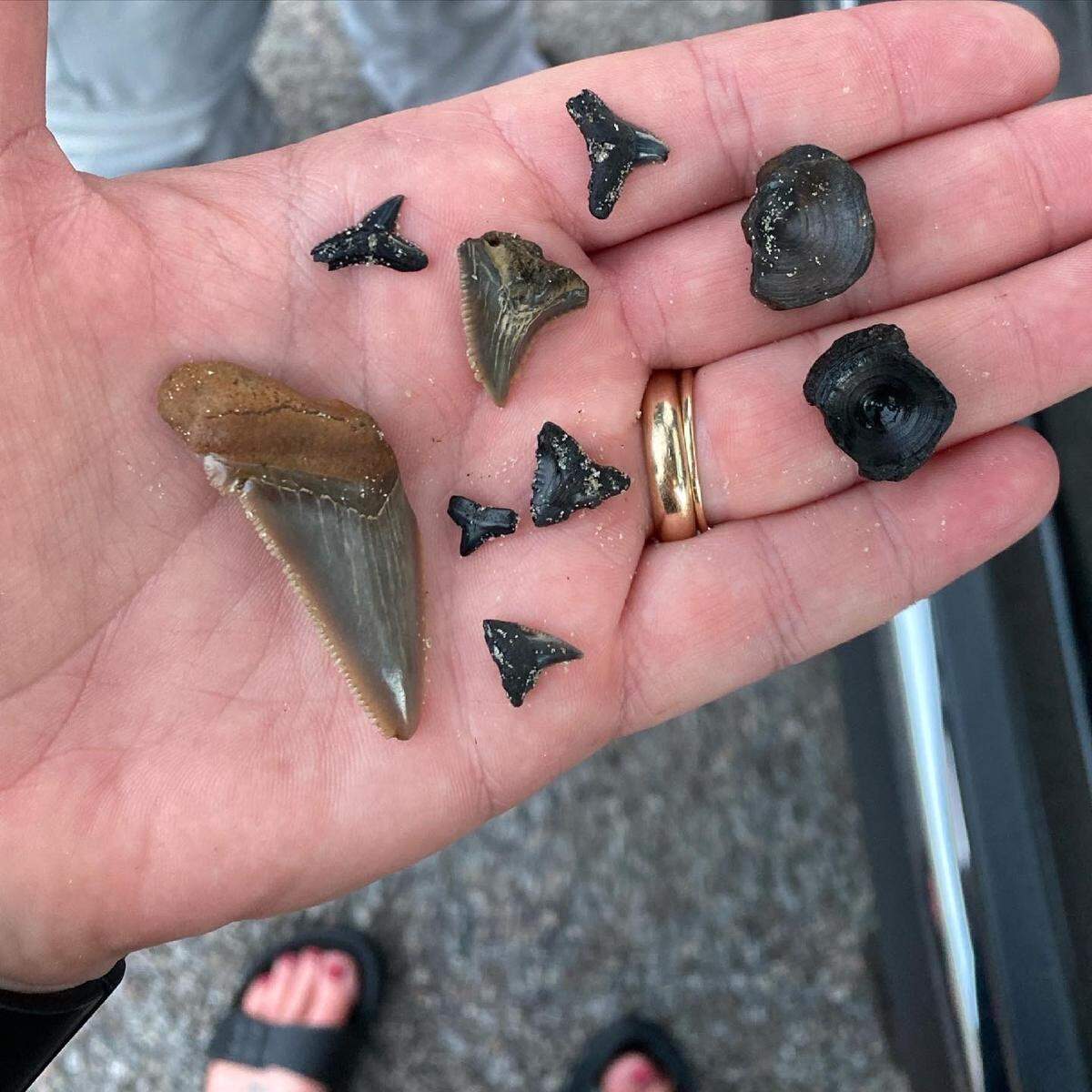 Hit the water with Capt. Cris Miller to hunt for shark teeth.