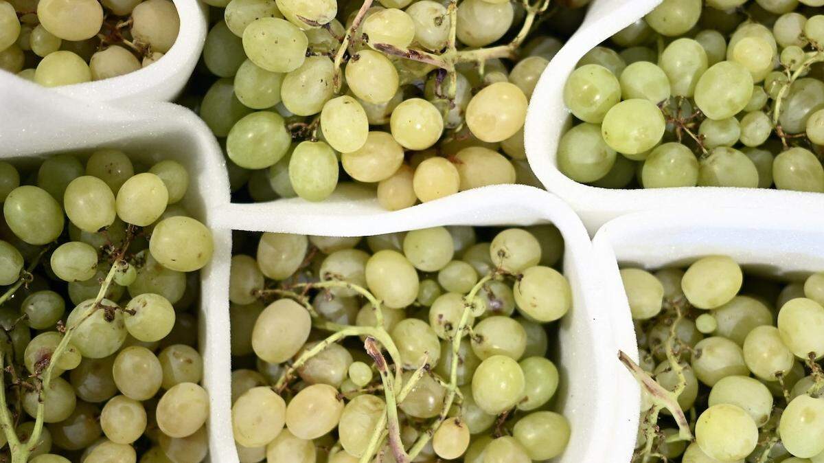 Illustration picture shows grapes at the 'Mabru' Brussels' early morning market, Thursday 06 November 2025. BELGA PHOTO ERIC LALMAND (Photo by ERIC LALMAND / BELGA MAG / Belga via AFP)