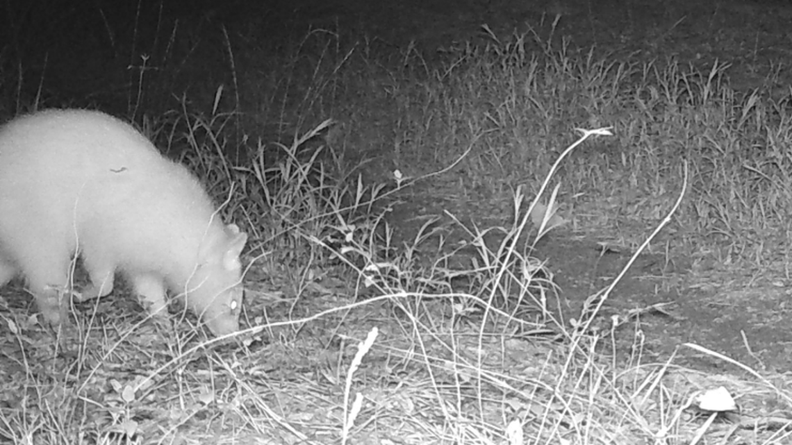 What is this? It’s probably an albino raccoon that was spotted in Nash County, reports N.C. Candid Critters.