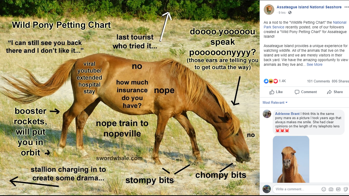 The official “Wild Pony Petting Chart” shared by the National Park Service.