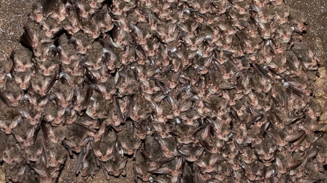A Tennessee researcher spread chills on social media this week, when he shared images of a sleeping bat colony that was likely between 600 and 700 strong.