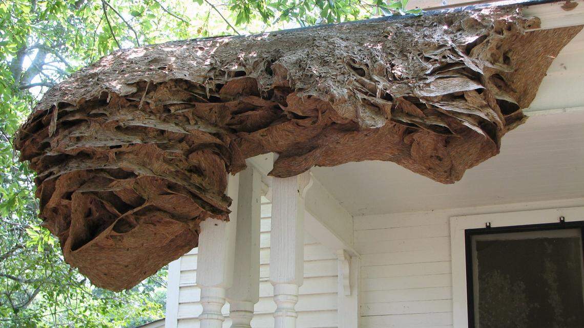 An example of the huge yellow jacket nests predicted this summer in Alabama.