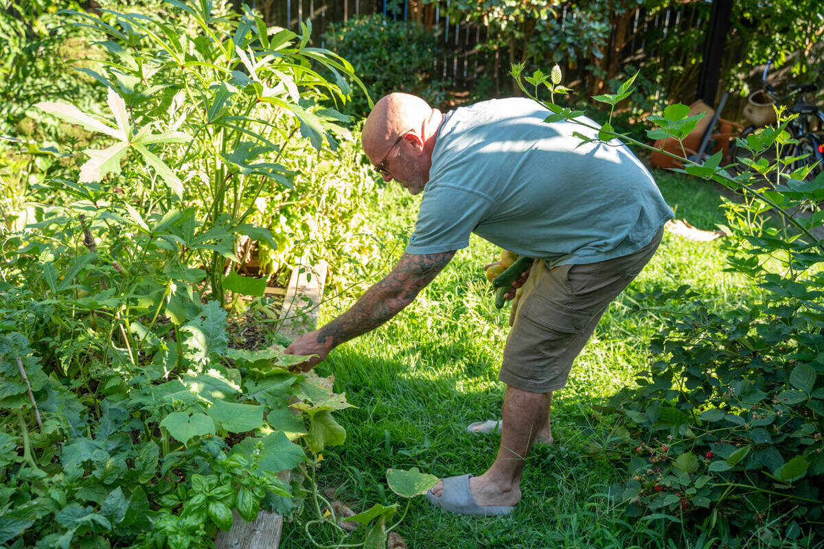 Scott Lindsley picks some tomatoes from his backyard garden.