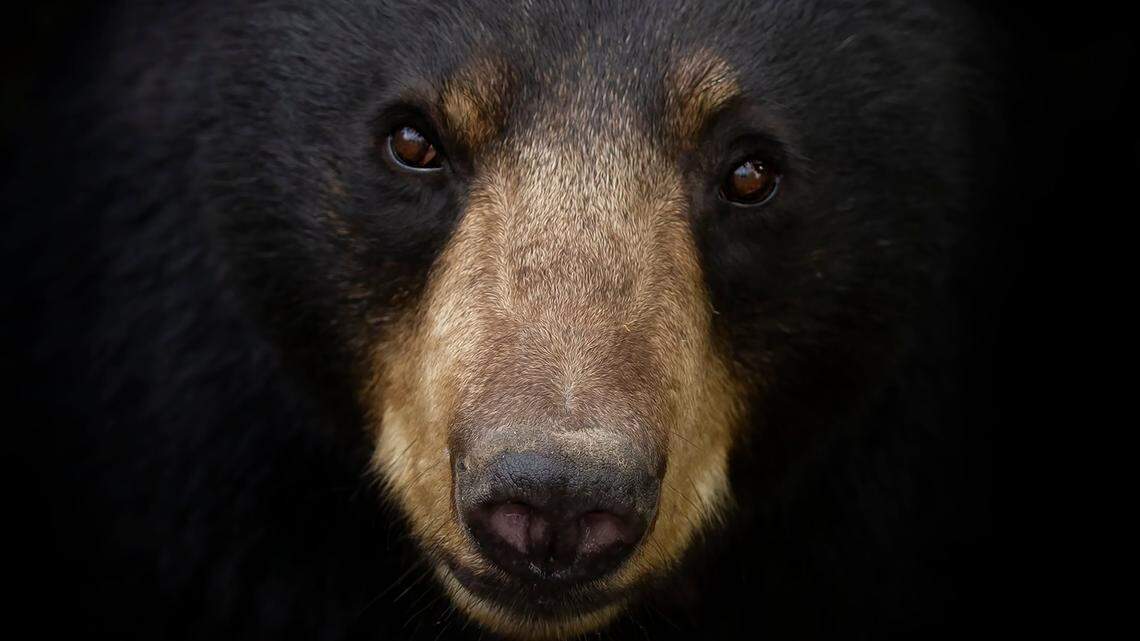 A brown bear ran toward and mauled a bicyclist in Alaska, officials said.