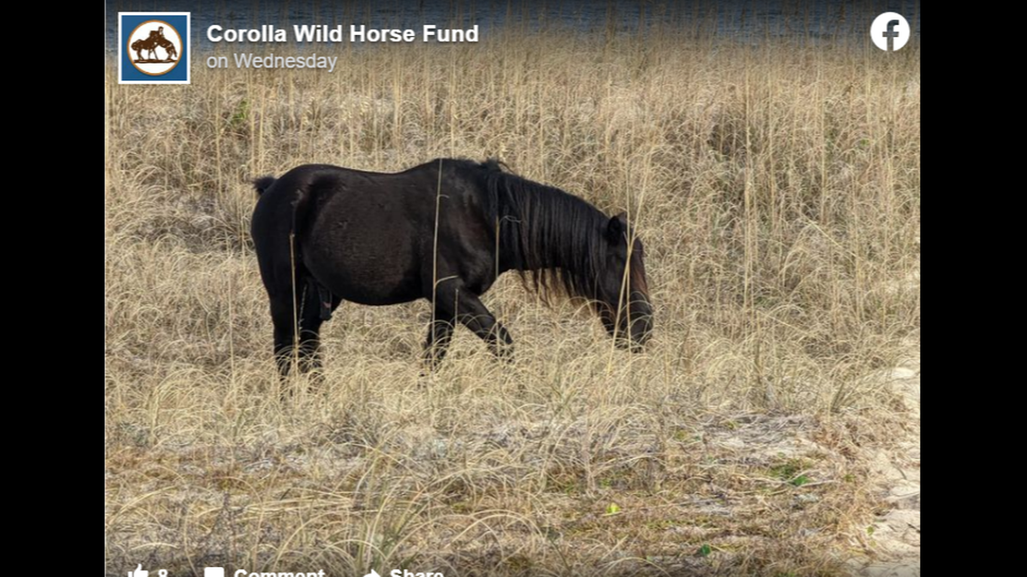 Mystery solved: We now know what Outer Banks horses do all day, group says