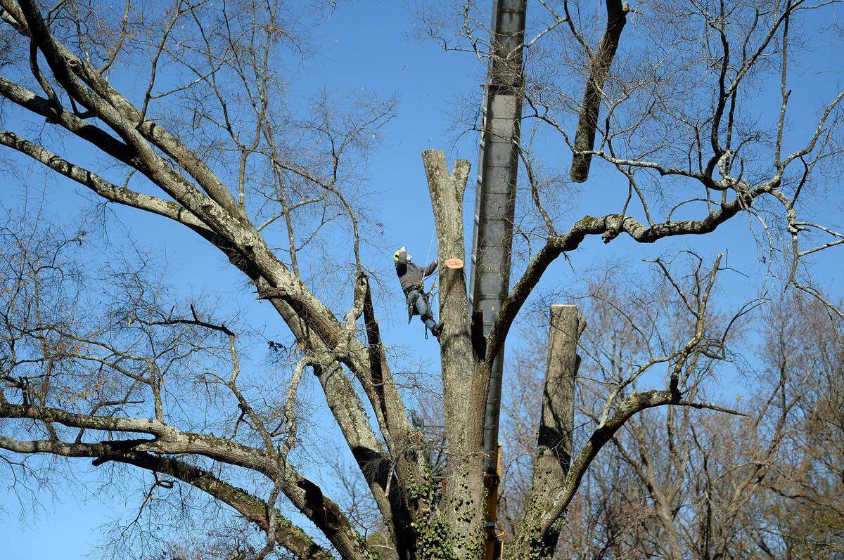 A workman watches the tree limb he just cut be removed by a crane along Monroe Road on Monday, December 13, 2021 in Charlotte, NC. The tree would eventually be completely removed.