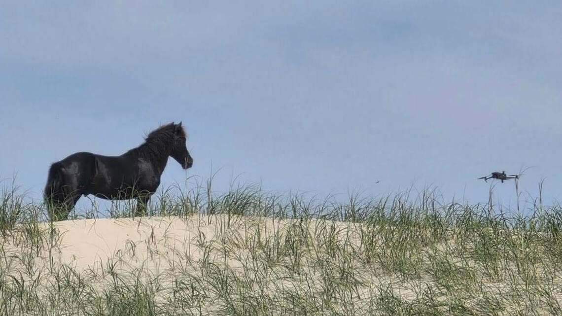 ‘Frightened’ wild horse was being stalked by drone on NC’s Outer Banks, photos show