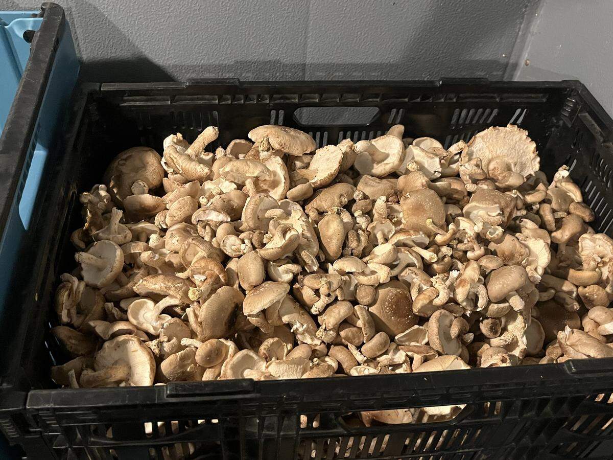 Mushrooms are packed up and ready to be dropped off at local restaurants.