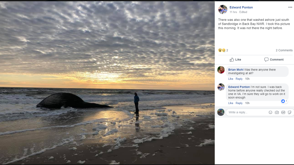 Edward Ponton posted this photo on Facebook, saying it was the whale that washed ashore near Sandbridge, Virginia, early Sunday. Facebook screenshoot