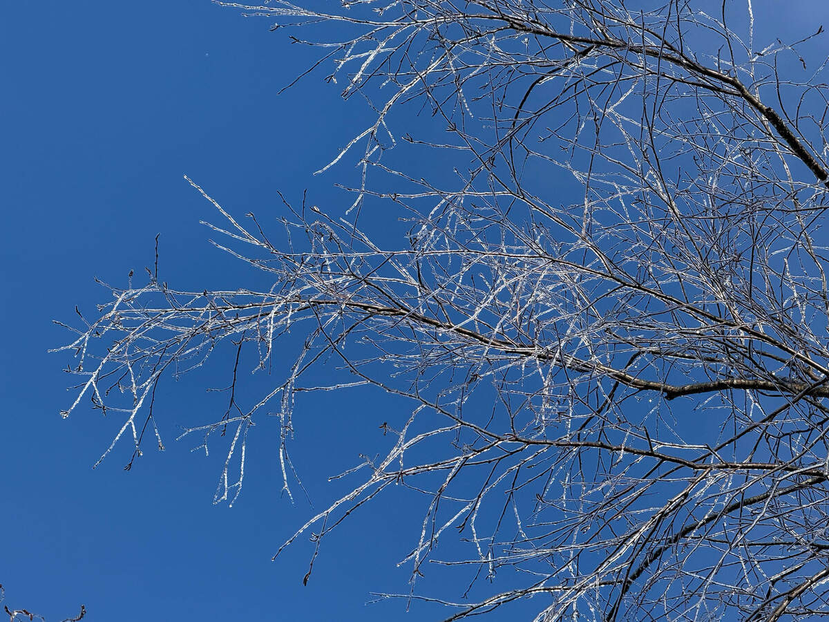 Ice clings to branches as morning sun peeks through on Saturday, January 11, 2025 in Mint Hill NC