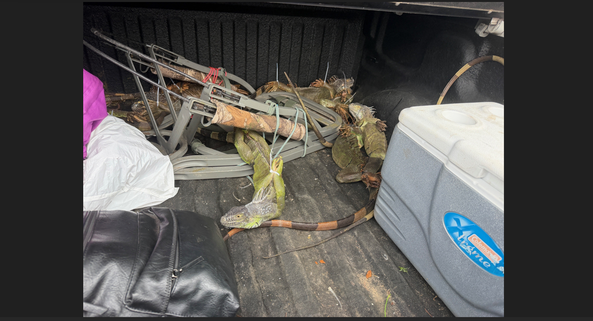 The Florida State Highway Patrol released this photo of iguanas piled in the bed of the pickup bound for North Carolina.