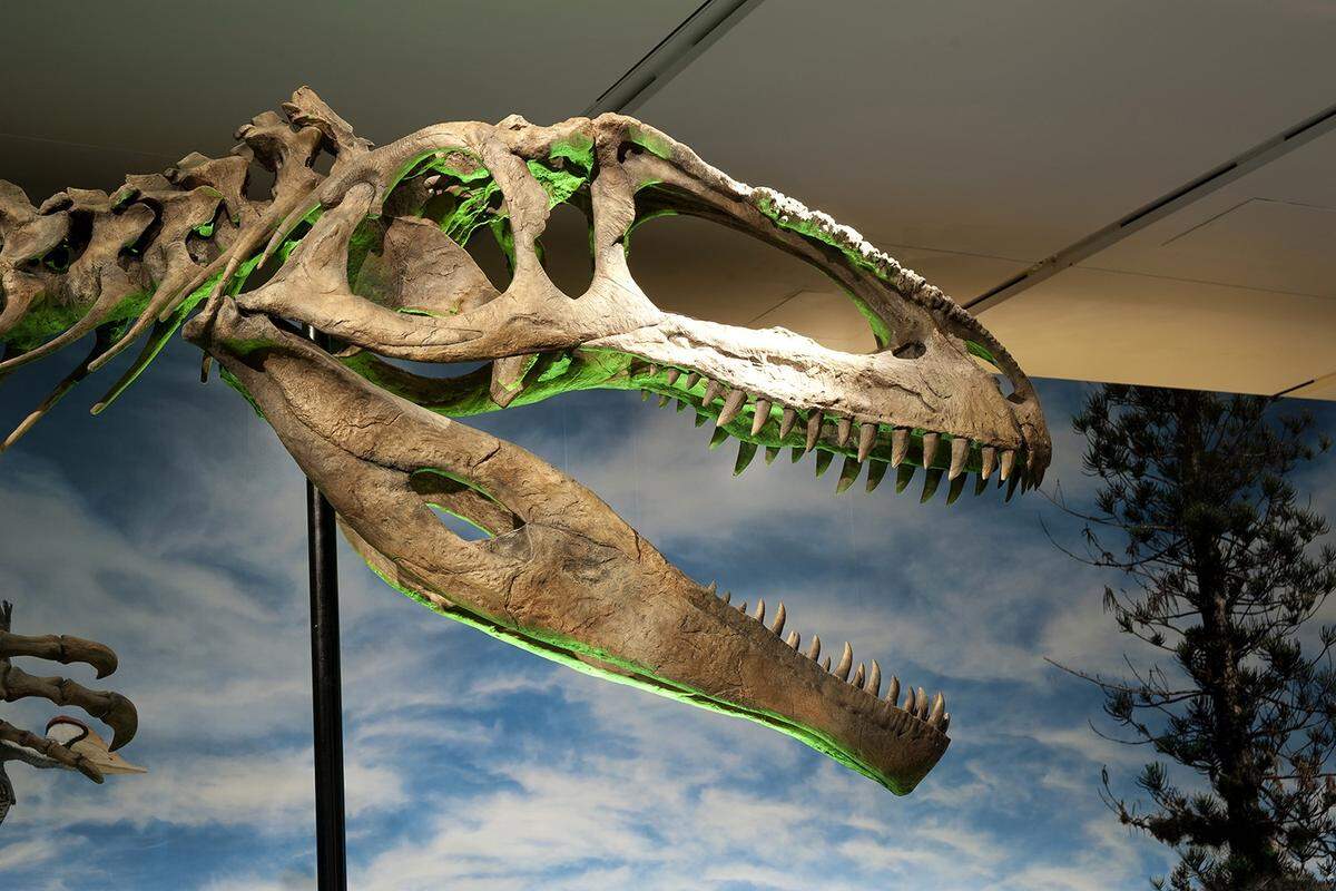Giganotosaurus dinosaurs of the Southern Hemisphere rival the Tyrannosaurus Rex in size.