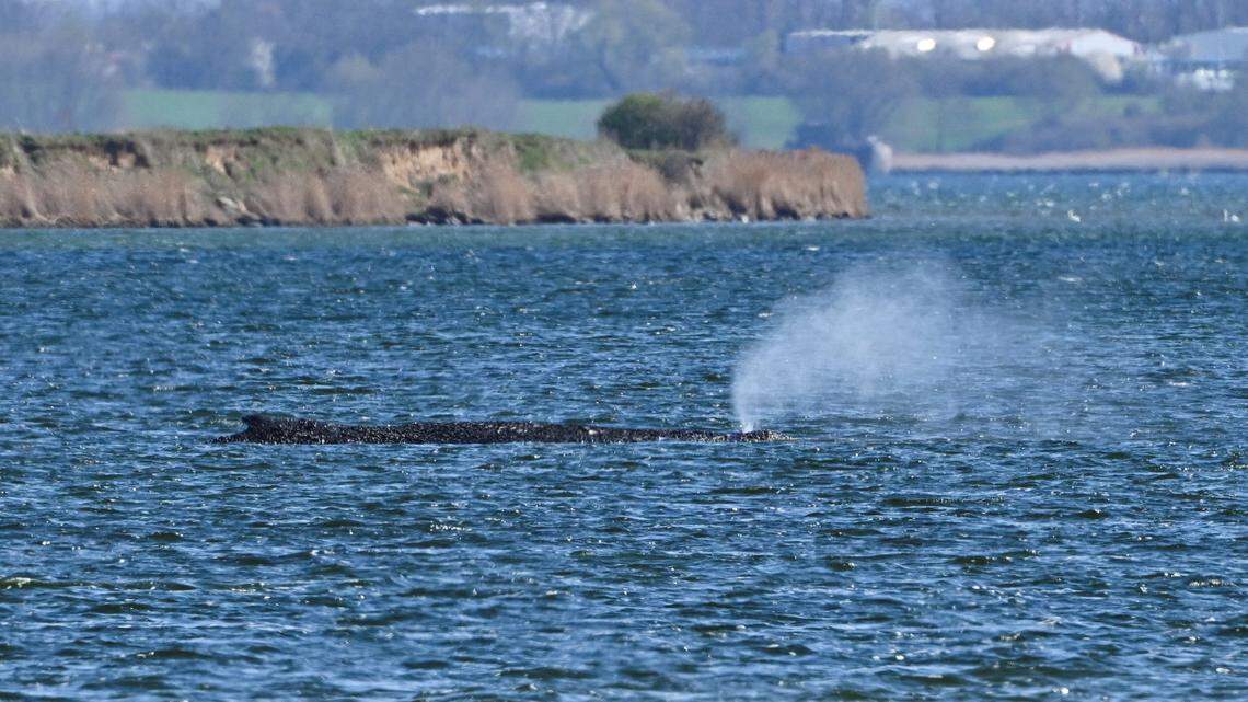 Stranded Whale Sparks Global Debate Amid Dramatic Rescue
