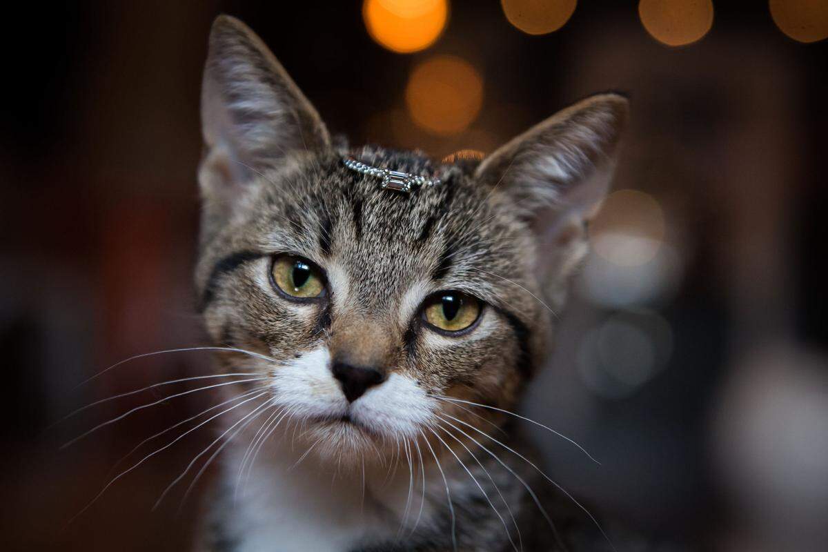 Sean Pitchford and Leanna Gardener started the adoption process to take home Hayden, the kitten from their proposal.
