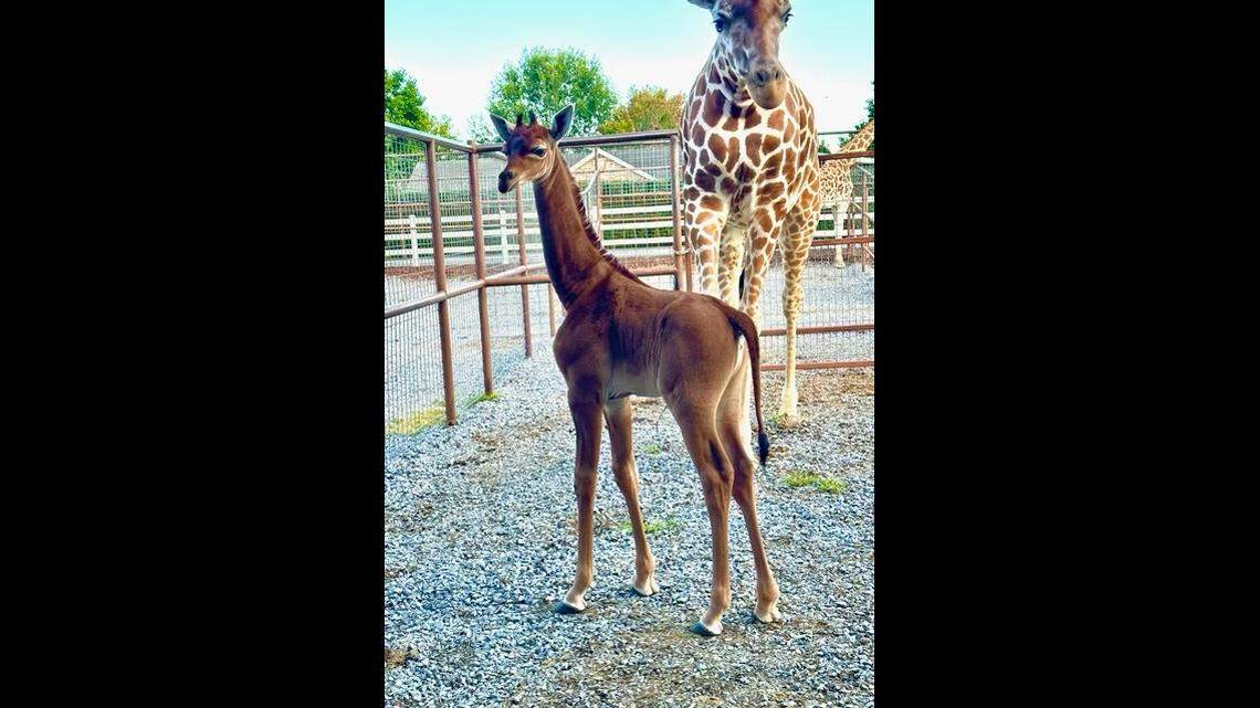The rare baby giraffe is already 6 feet tall, the Tennessee Zoo said.