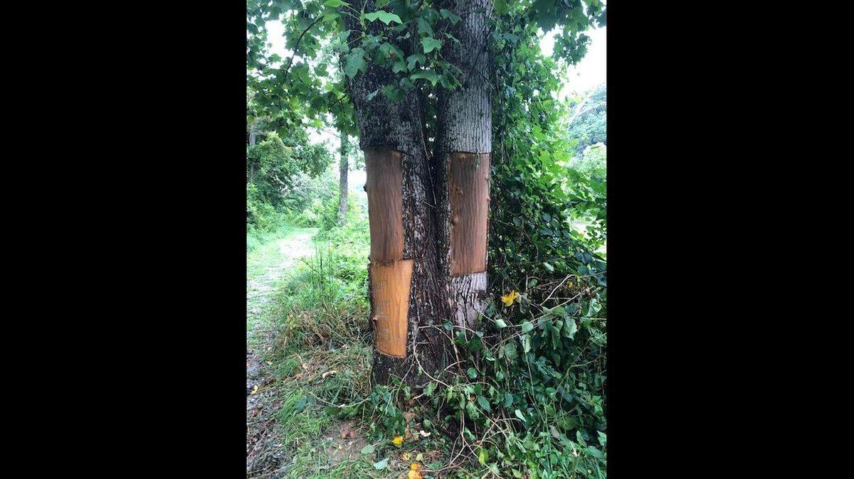 Tulip poplar trees were damaged in an act of vandalism, a North Carolina county says.
