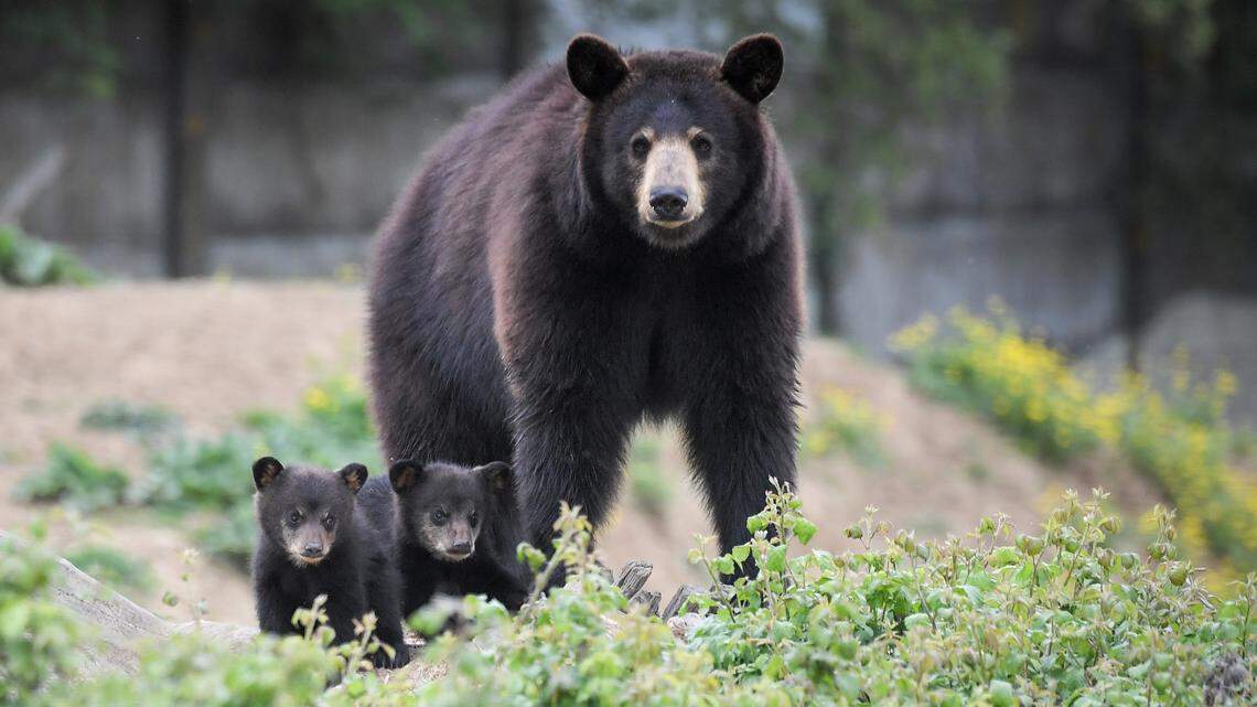 Did Bears Really Live Under a New Jersey Home for Weeks