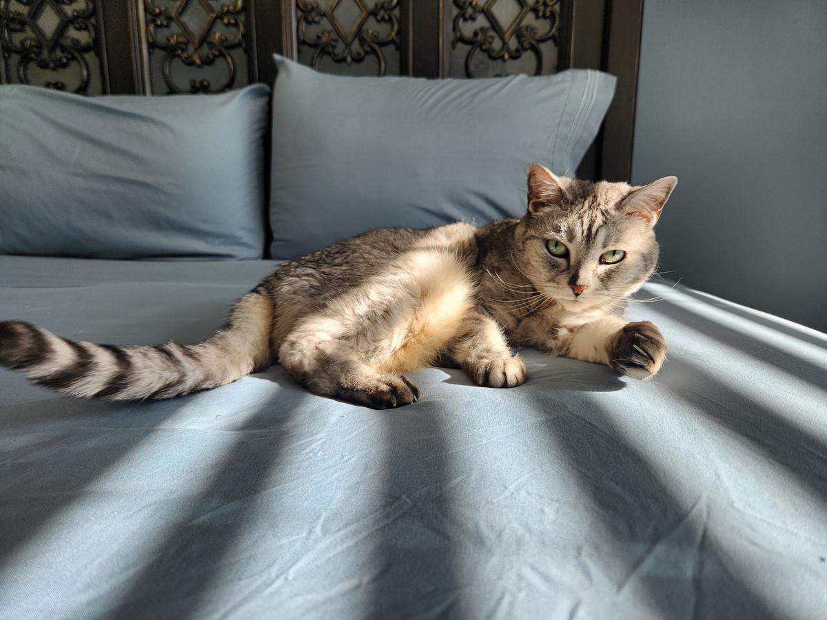 Sadie was named a finalist in The Charlotte Observer’s “cutest cat in Charlotte” contest in fall 2024.