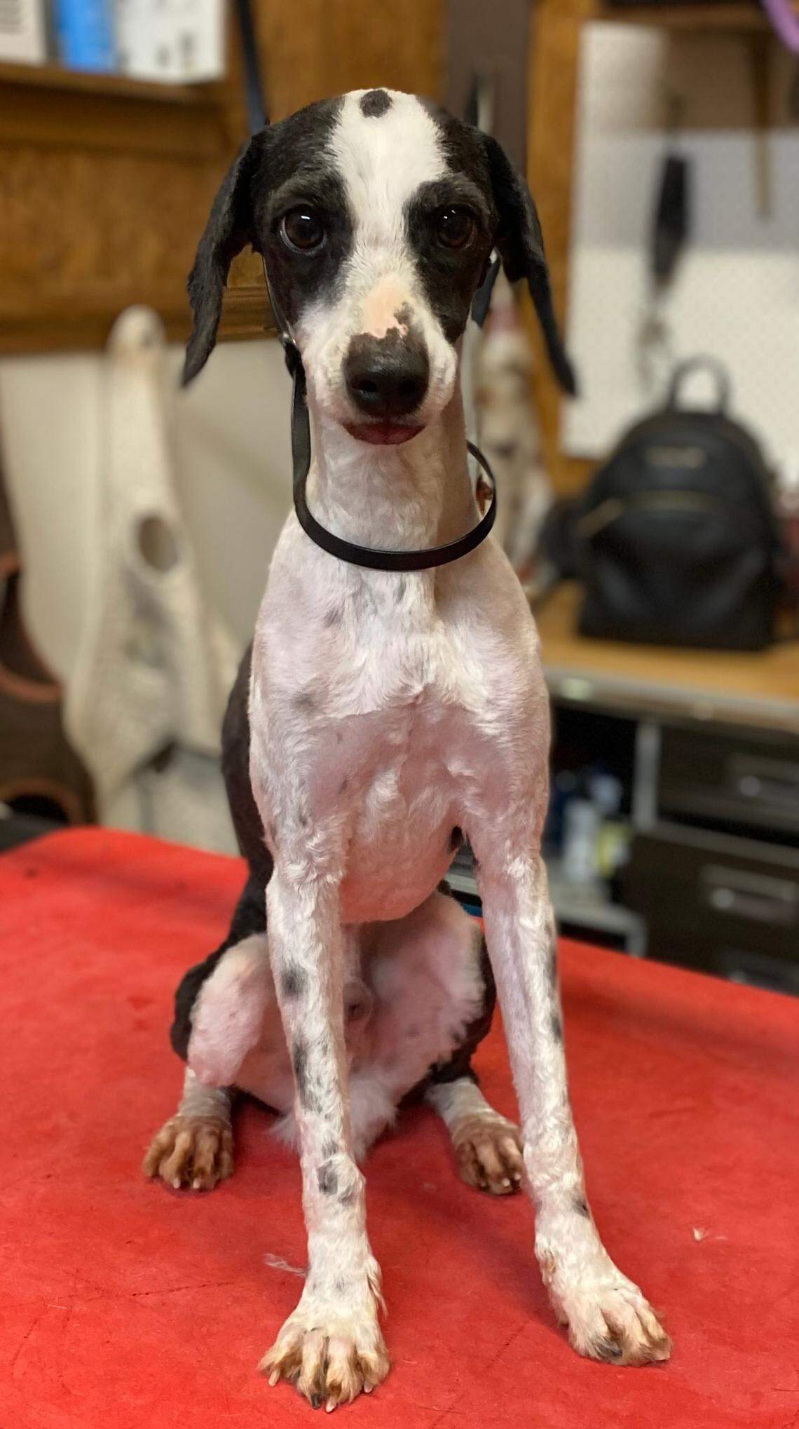 A photo of Boogie when his owner first rescued him from CrisisDogsNC.