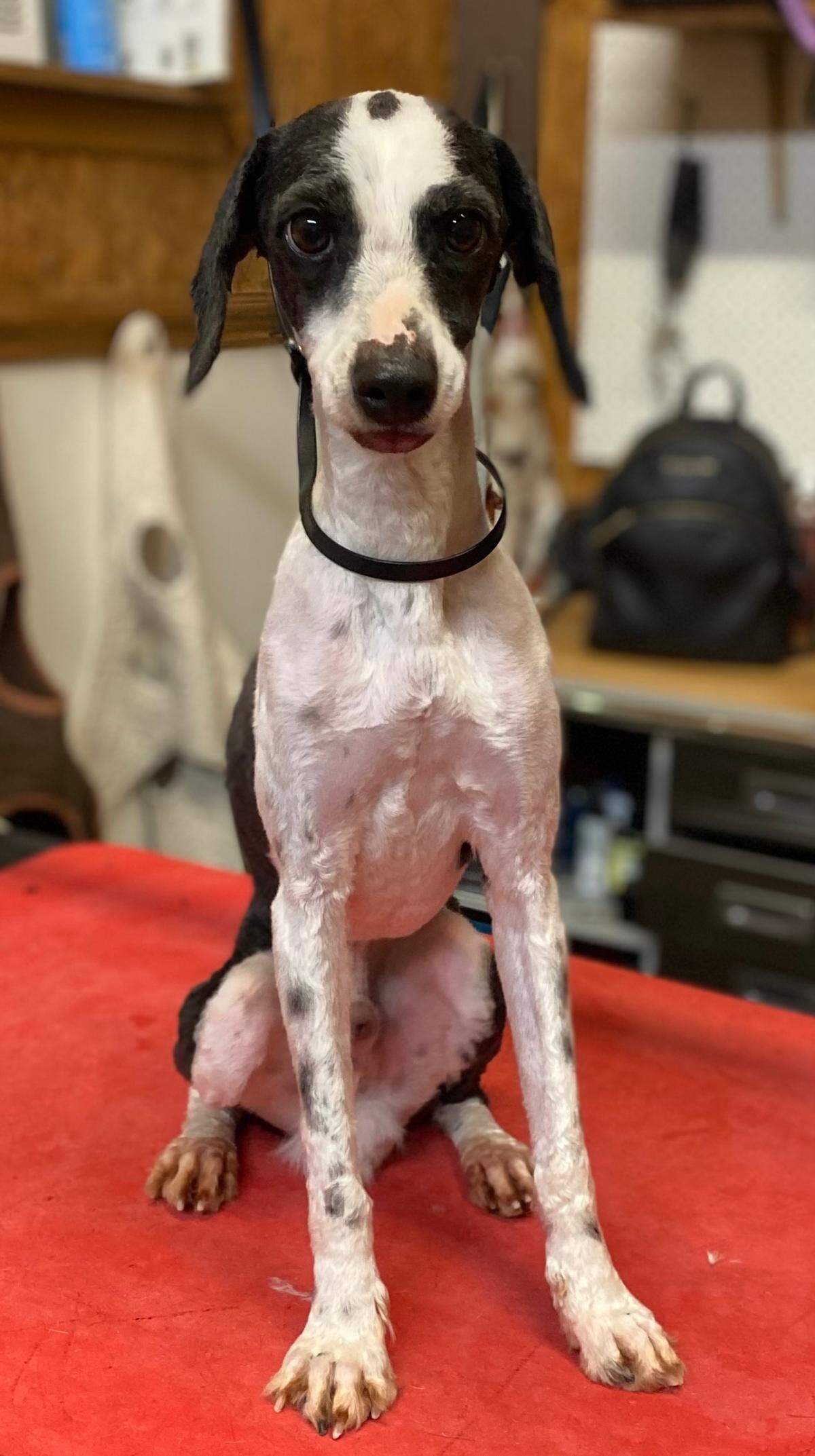 A photo of Boogie when his owner first rescued him from CrisisDogsNC.