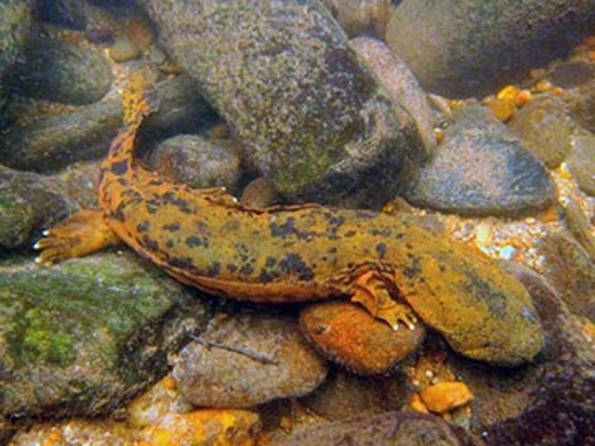 The N.C. Wildlife Resources Commission is asking the public to report sightings of giant salamanders called hellbenders, also known as water dogs or snot otters for their slimy secretions. Hellbenders are dwindling as water quality declines.